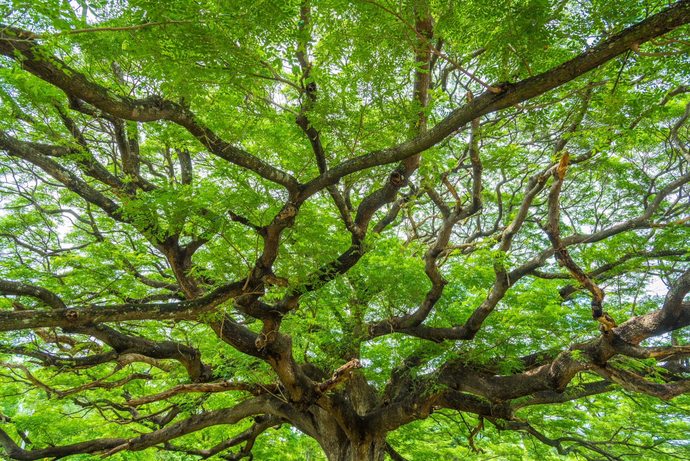 Tropical plants in deep forest sunlight